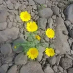 טיול ג'יפים משפחתי בגולן עם פריחה